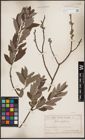Foto von Salix cinerea L.